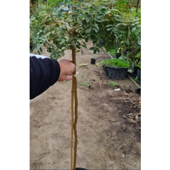 KARAGANA szczepiona na pniu szerokolistna zwisająca - sadzonki 160 / 180 cm